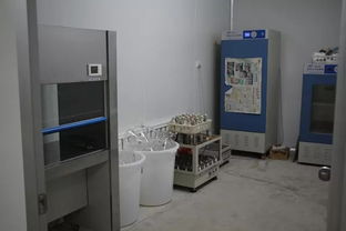 雙興新盛木耳菌包廠(chǎng) 優(yōu)質(zhì)菌包熱銷(xiāo)中，專(zhuān)業(yè)技術(shù)助力致富路